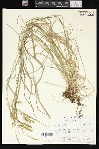 Carex sprengelii image