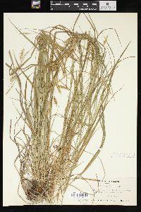 Carex sprengelii image