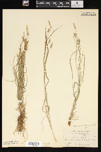 Carex sprengelii image