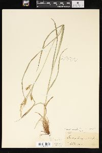 Carex sprengelii image