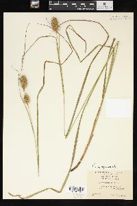 Carex squarrosa image