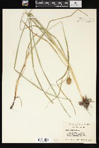 Carex squarrosa image