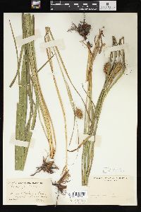 Carex squarrosa image