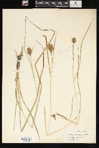 Carex squarrosa image