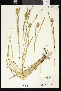 Carex squarrosa image