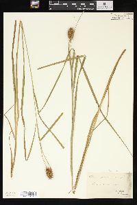 Carex squarrosa image