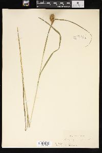 Carex squarrosa image