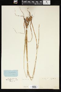 Carex squarrosa image