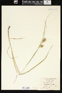 Carex squarrosa image