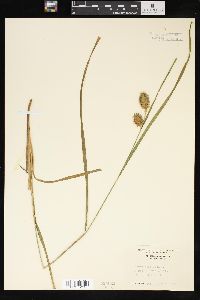 Carex squarrosa image