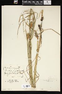 Carex squarrosa image