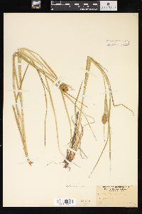 Carex squarrosa image