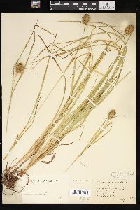 Carex squarrosa image