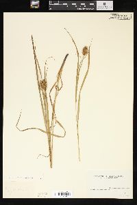 Carex squarrosa image