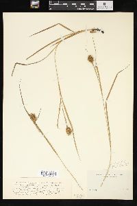 Carex squarrosa image