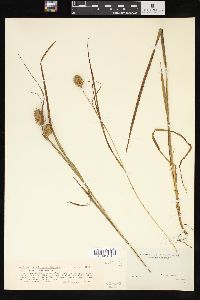 Carex squarrosa image