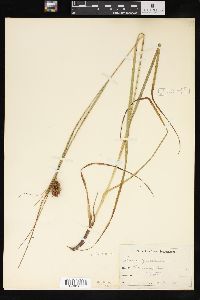 Carex squarrosa image