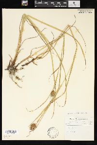 Carex squarrosa image