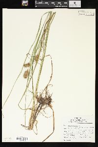 Carex squarrosa image