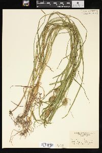 Carex squarrosa image