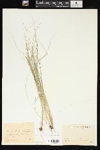 Carex stellulata image
