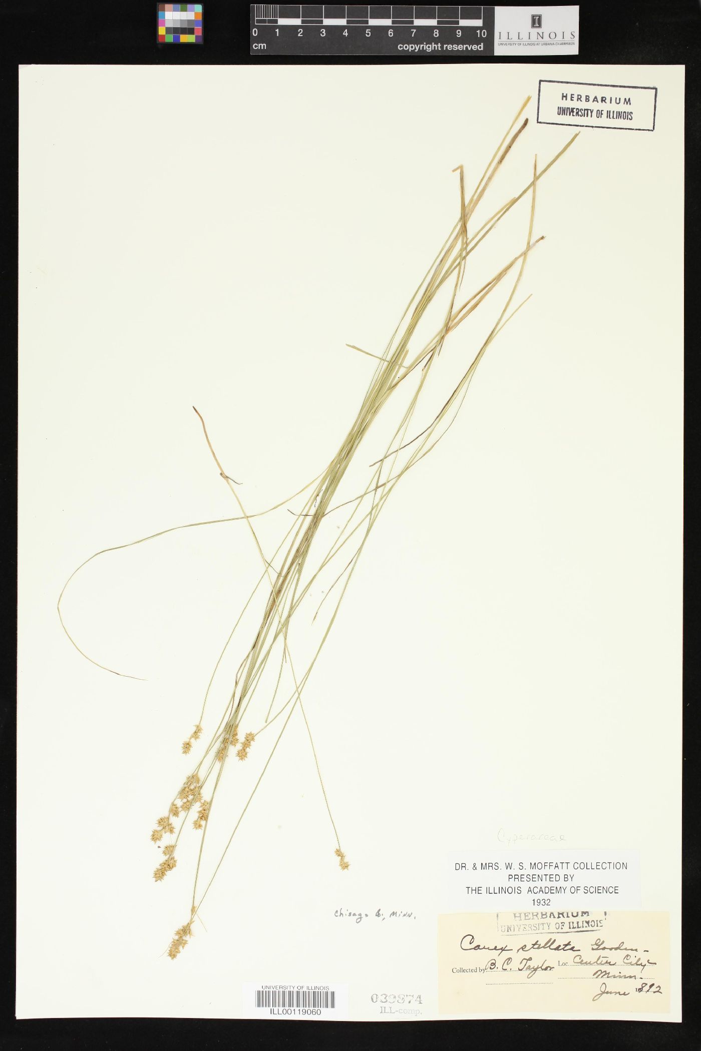 Carex stellata image