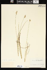 Carex stellulata image