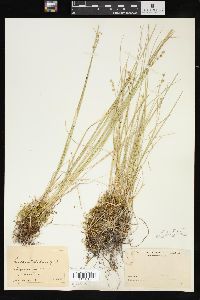 Carex stellulata image