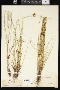 Carex stellulata image