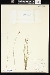 Carex sterilis image