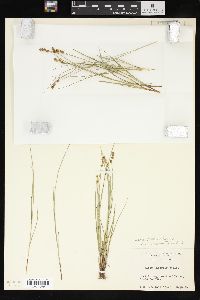 Carex sterilis image