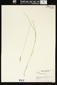 Carex sterilis image