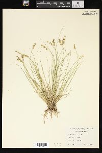 Carex sterilis image