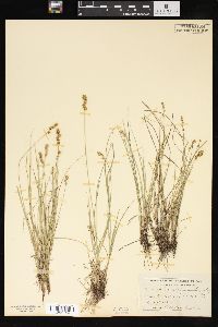 Carex sterilis image