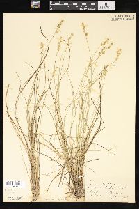 Carex sterilis image