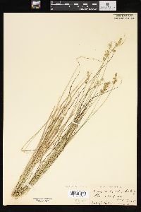 Carex sterilis image