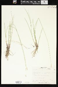 Carex sterilis image