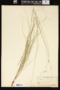 Carex sterilis image