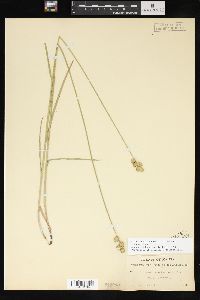 Carex shinnersii image