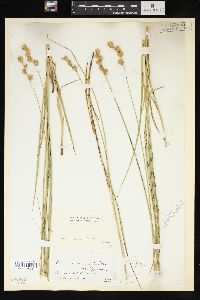 Carex straminea image