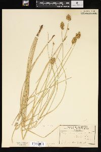 Carex straminea image