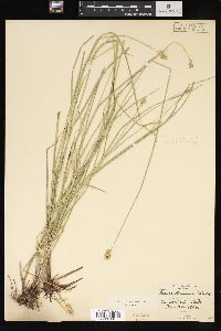 Carex straminea image