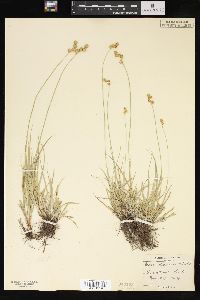 Carex straminea image