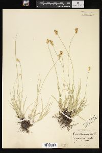 Carex straminea image