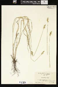 Carex straminea image