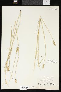 Carex straminea image