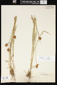 Carex straminea image