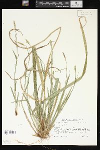 Carex striatula image