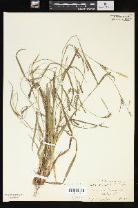 Carex striatula image