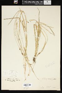 Carex styloflexa image